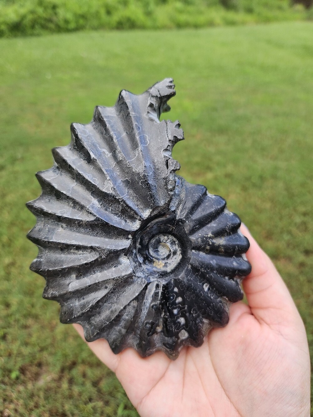 Ammonite Shell 4.8 In